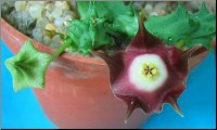 Orbea pillansii